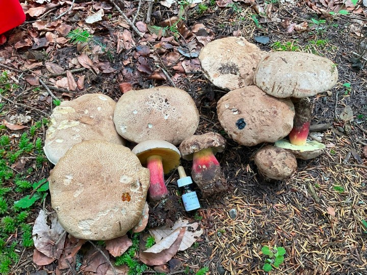 comparaison caloboletus (3+6).jpg