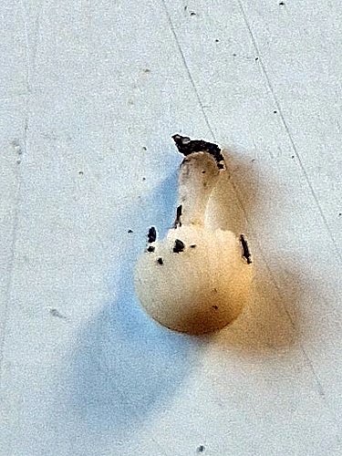 20260601_171238.jpg