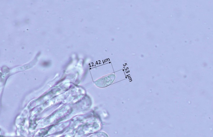 Spore