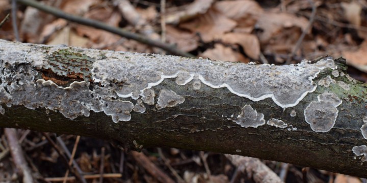 DSC_0237.jpg