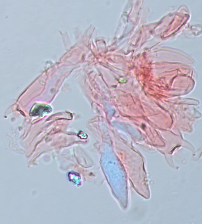 Cystides et basides 4-sporiques