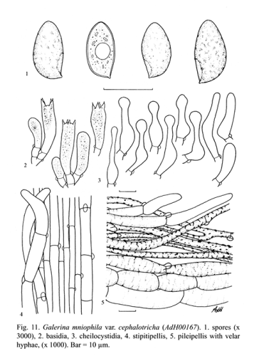 fnd_23_micro-e1659535773772.png