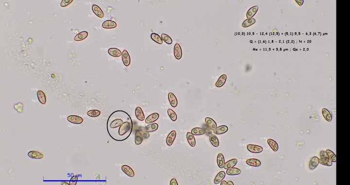 5MPX40323-1.pixi.jpg