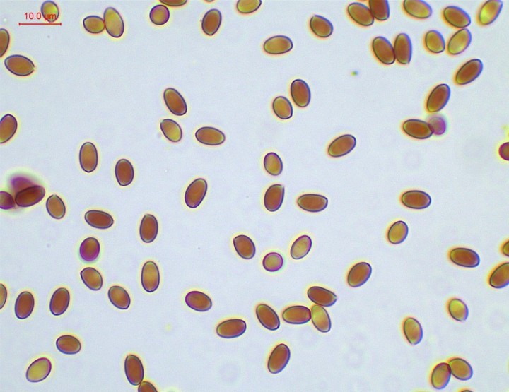 Spores dextrinoïdes lisses (Melzer)