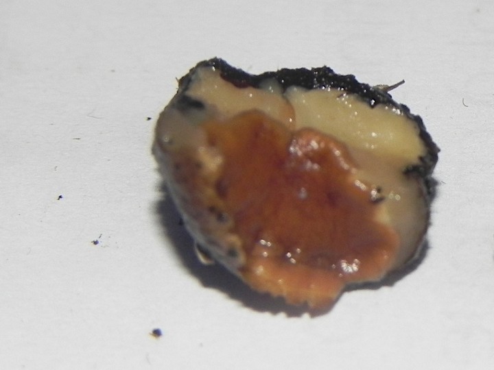 DSCN7891c.JPG