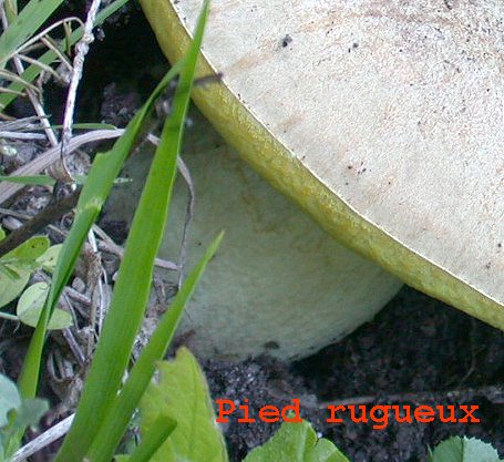 Boletus sp. (4).jpg