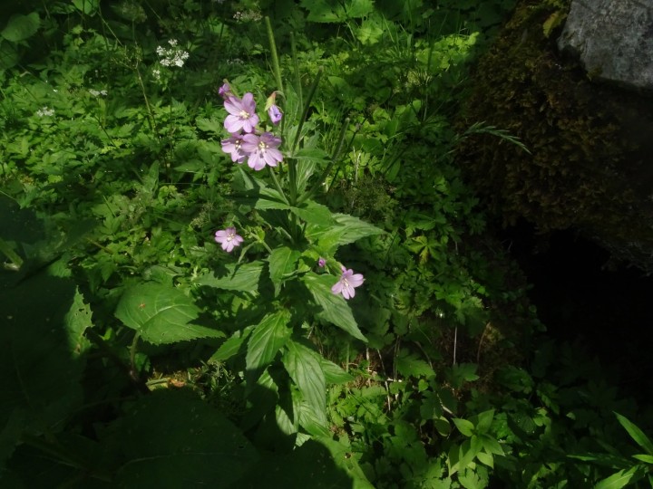 DSC07292.JPG