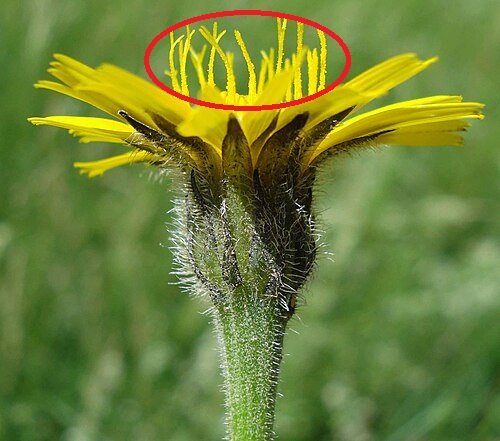 Leontodon_hispidus_Wmod.jpg