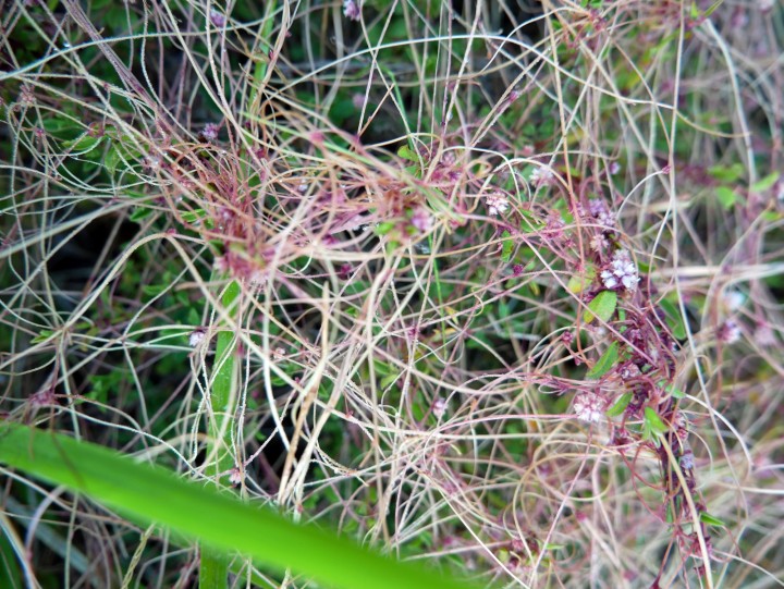 P1010700.JPG