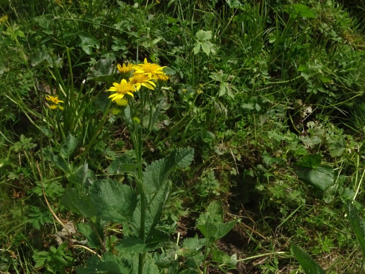DSC07295.JPG
