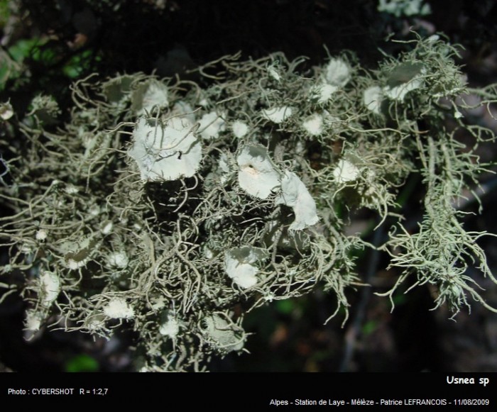 usnea_sp.jpg