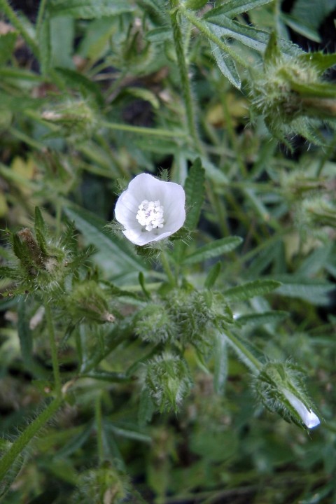 H2080039.JPG
