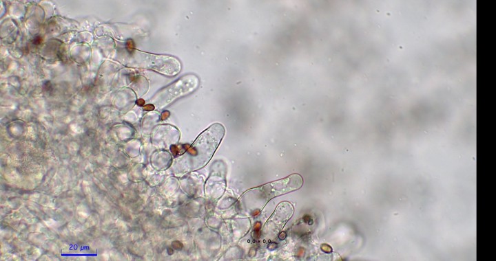 cheilocystides<br />(31,3) 36,3 - 48,2 (52,8) × (9,2) 9,9 - 11,8 (12,0) µm