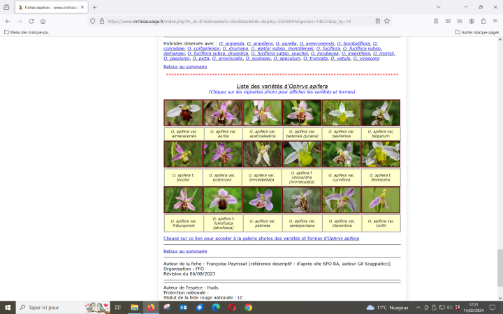 Liste variétés apifera.png