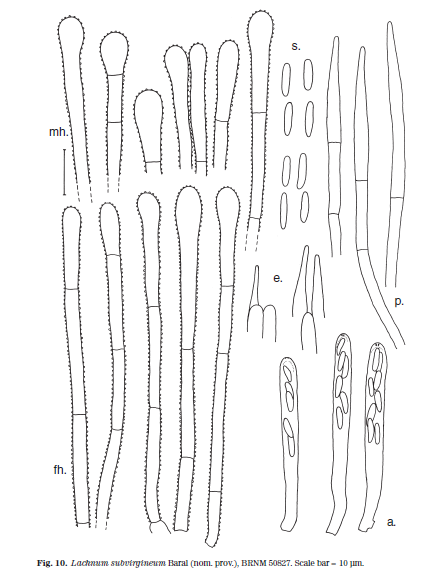 Lsubvirgineum.PNG