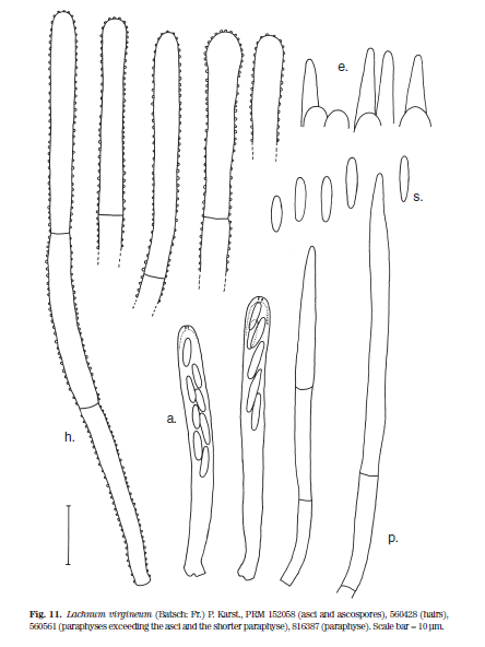 Lvirgineum.PNG
