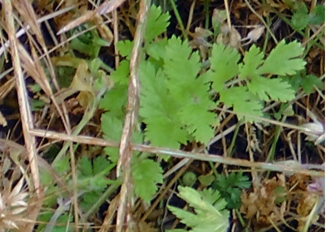 moschatum.png