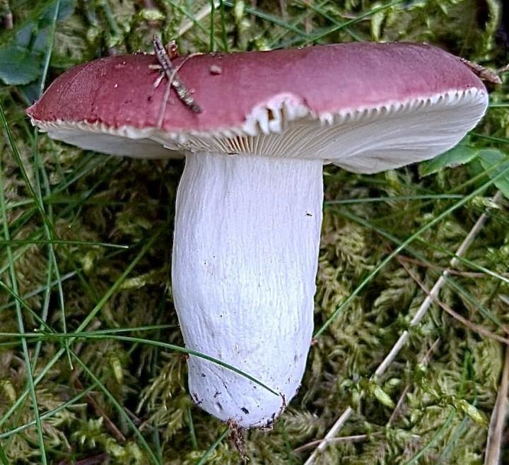 IMG-20260802-WA0035.jpeg