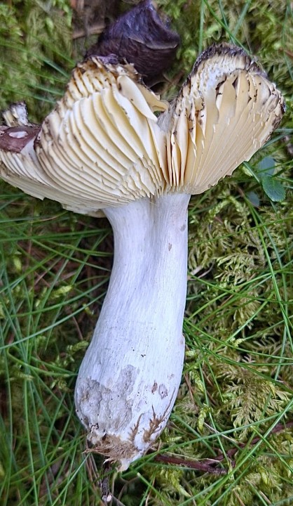 IMG-20260802-WA0034.jpeg