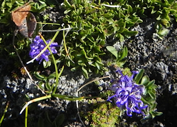 DSCN9599c.JPG
