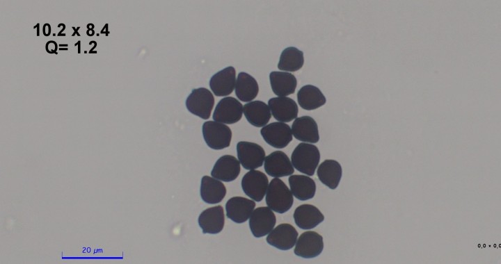 5MPX40406.pixi.jpg