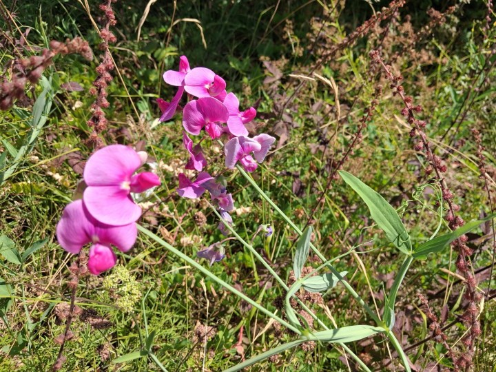 Image 1.jpg