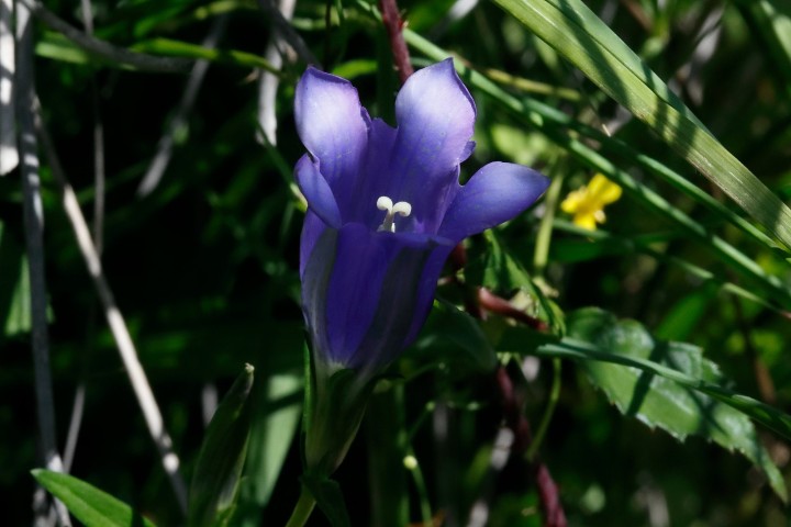 4X6A0050.JPG