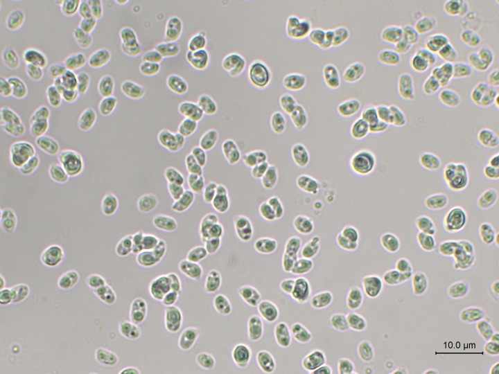 Spores ellipsoïdes et lisses