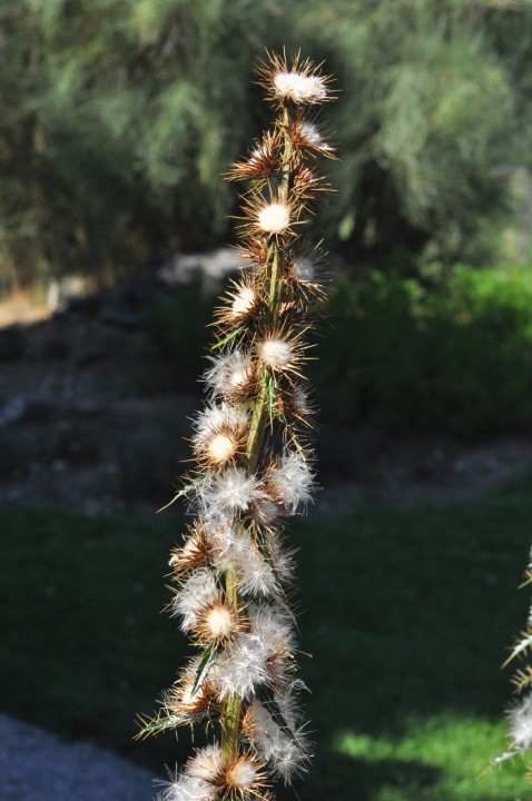 DSC_0017.jpeg