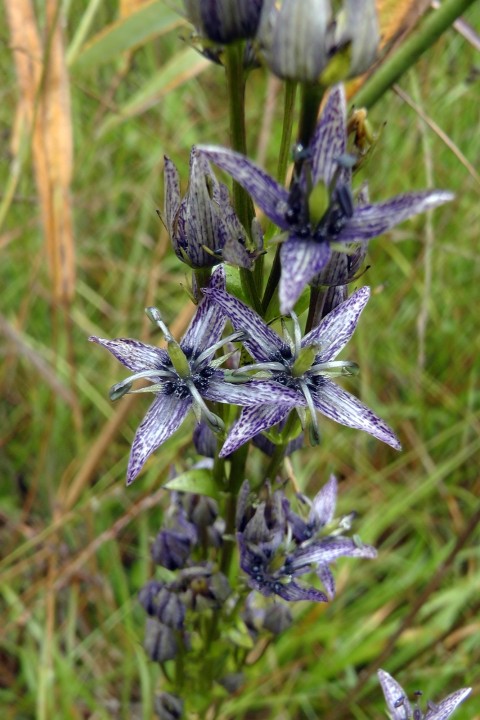 H2170198.JPG