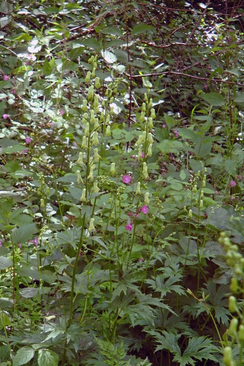 H2050055.JPG