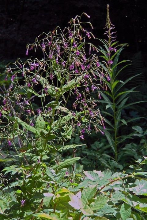 H2130049.JPG