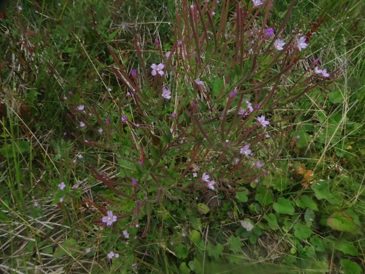 DSC07370.JPG