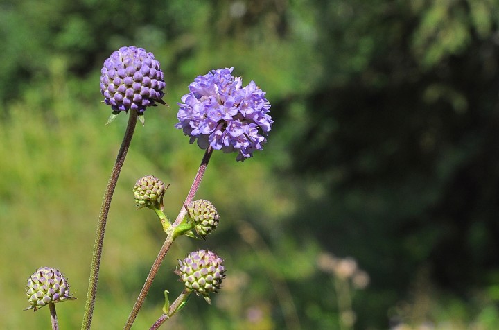 DSC_0003.jpeg