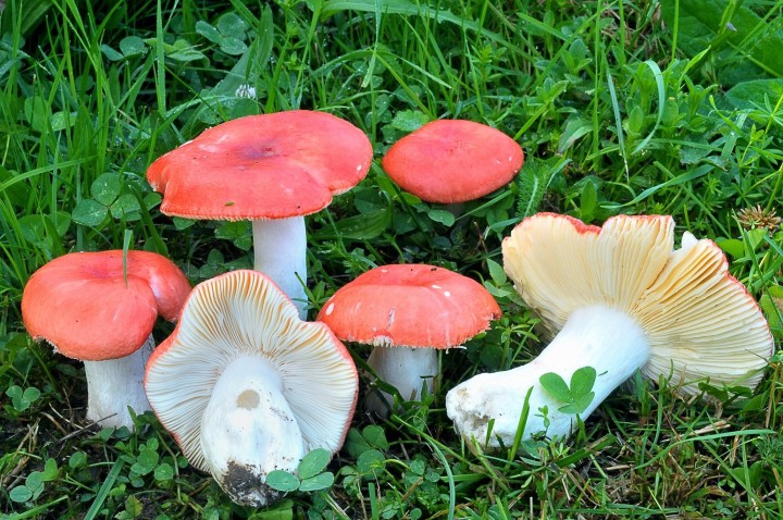 russula pseudointegra les terasses vorey.JPG