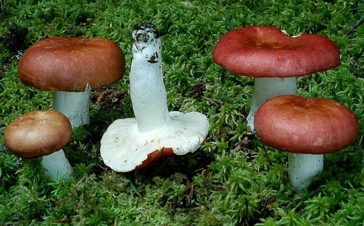 russula plan d'eau chaise dieu.jpg