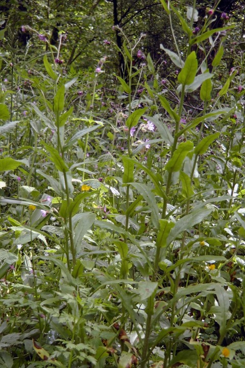 H2040269.JPG