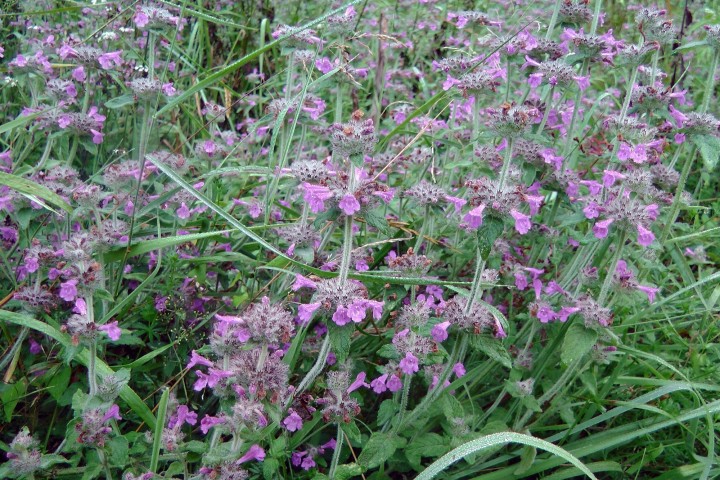 H1710626.JPG