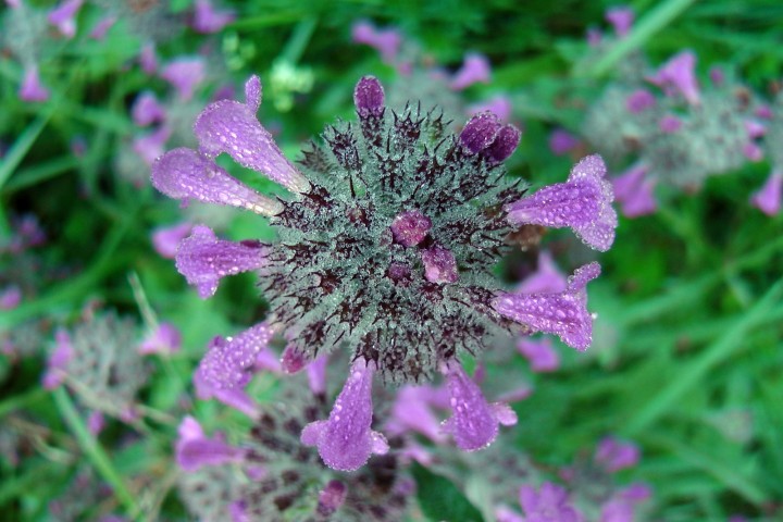 H1710628.JPG