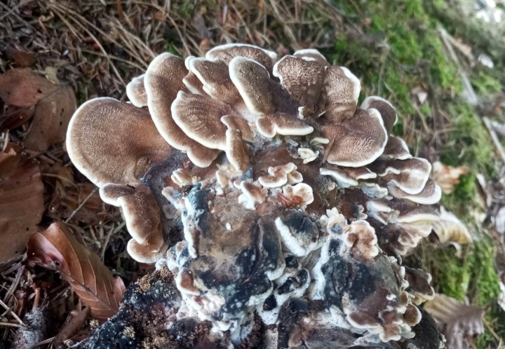 Grifola frondosa - photo au smartphone emprunté