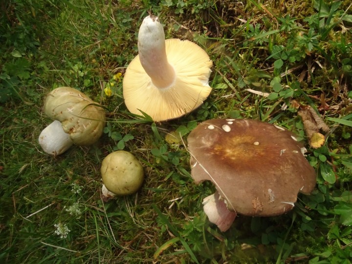 DSC07382.JPG