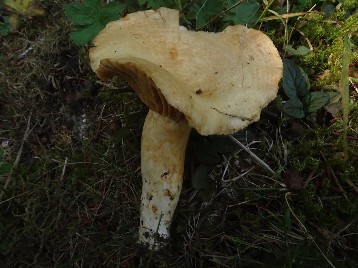 DSC07387.JPG