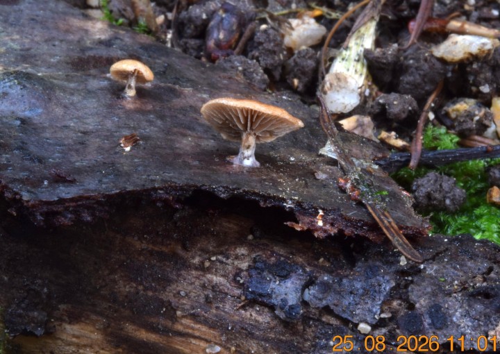 DSC_0799.JPG