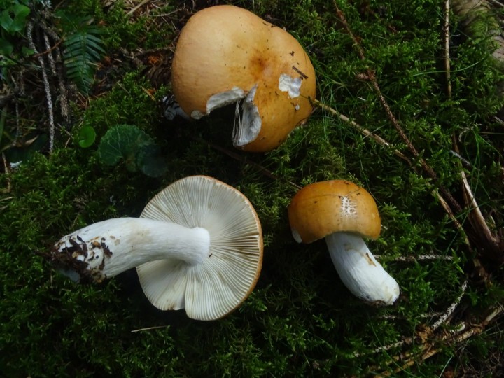 DSC07437.JPG