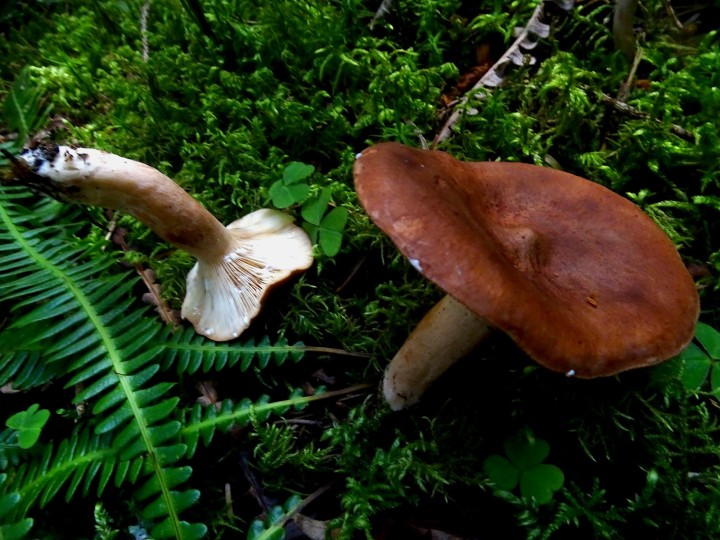 DSC07433.JPG