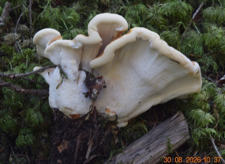 DSC_0810.JPG