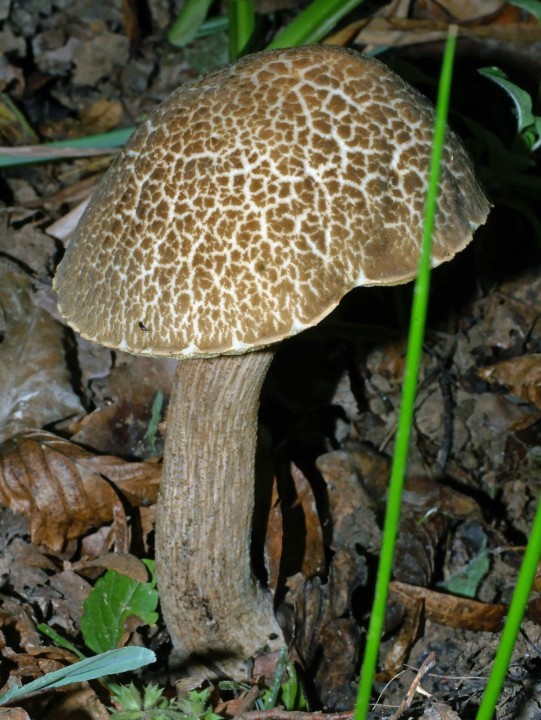 P1200239.jpg