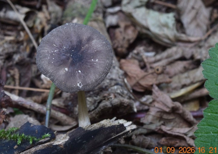 DSC_0817.JPG