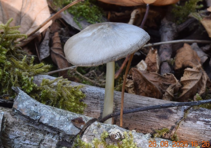 DSC_0804.JPG