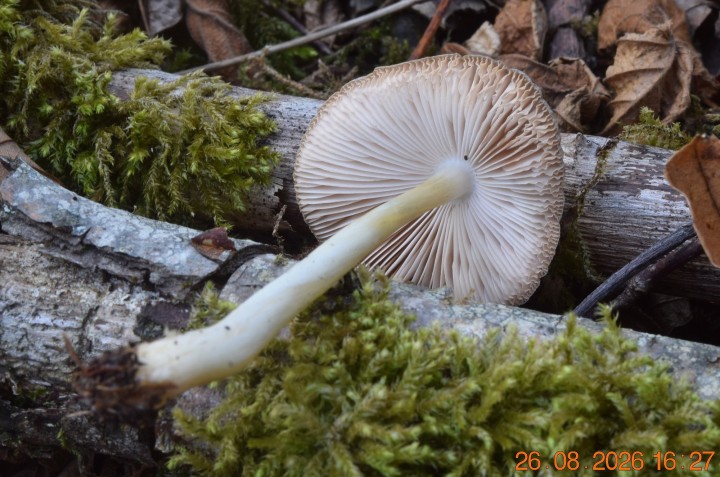DSC_0805.JPG